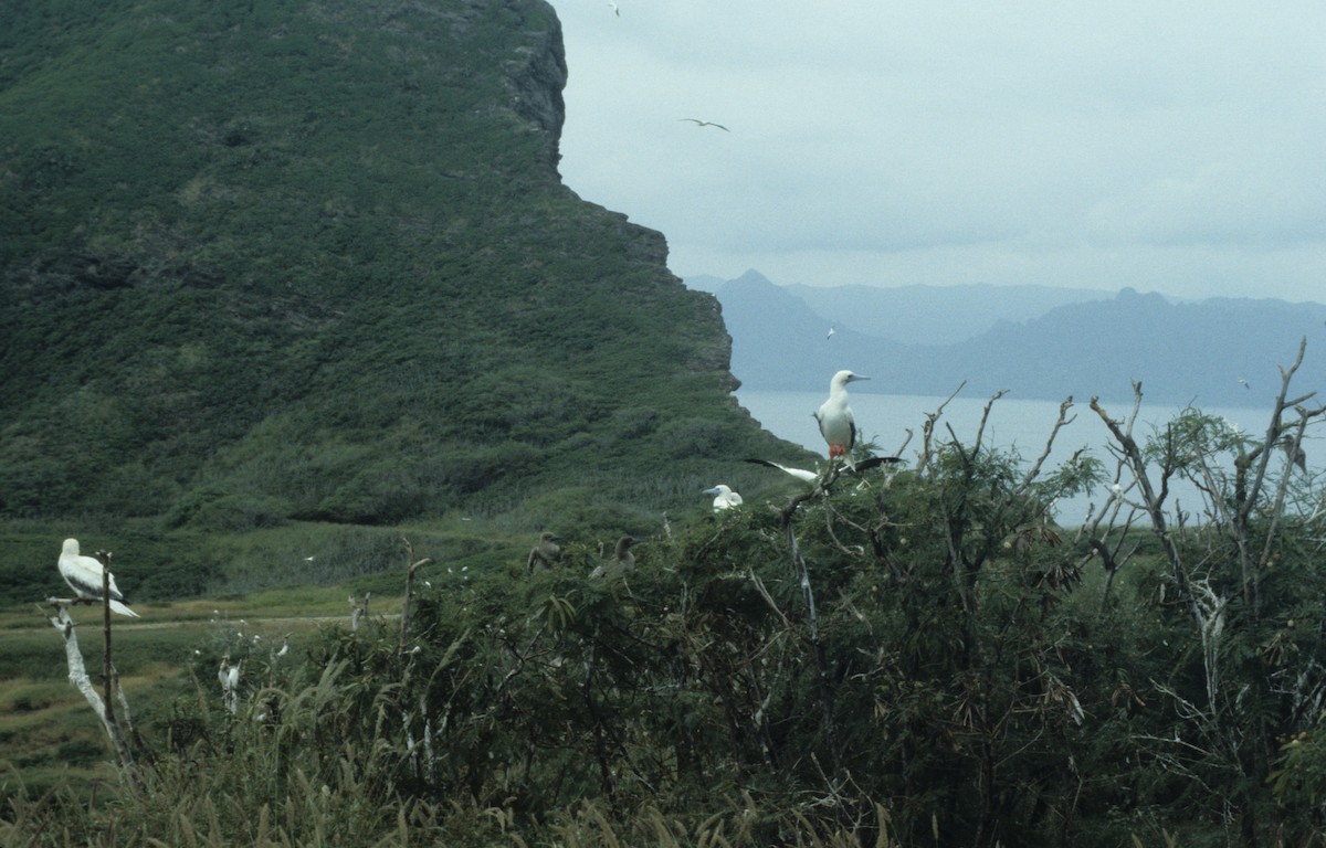 Red-footed Booby - ML292635611