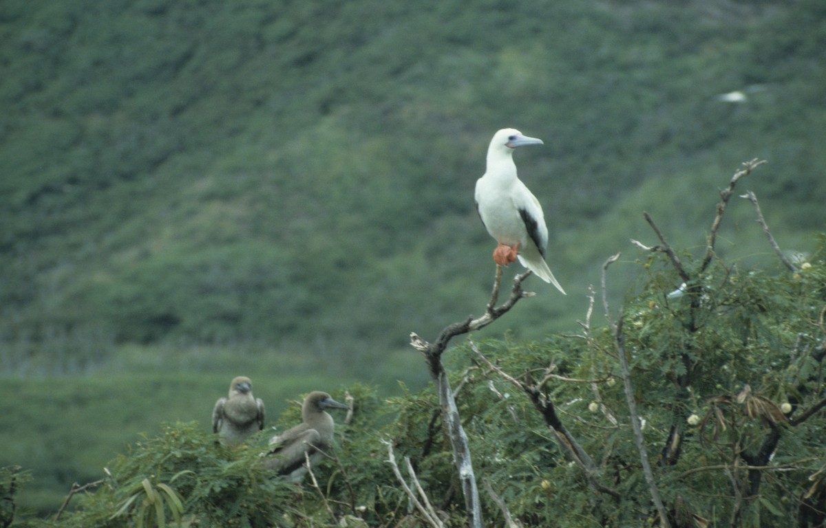 Red-footed Booby - ML292635741