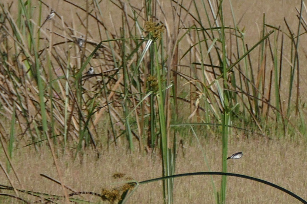 Pin-tailed Whydah - ML292637751