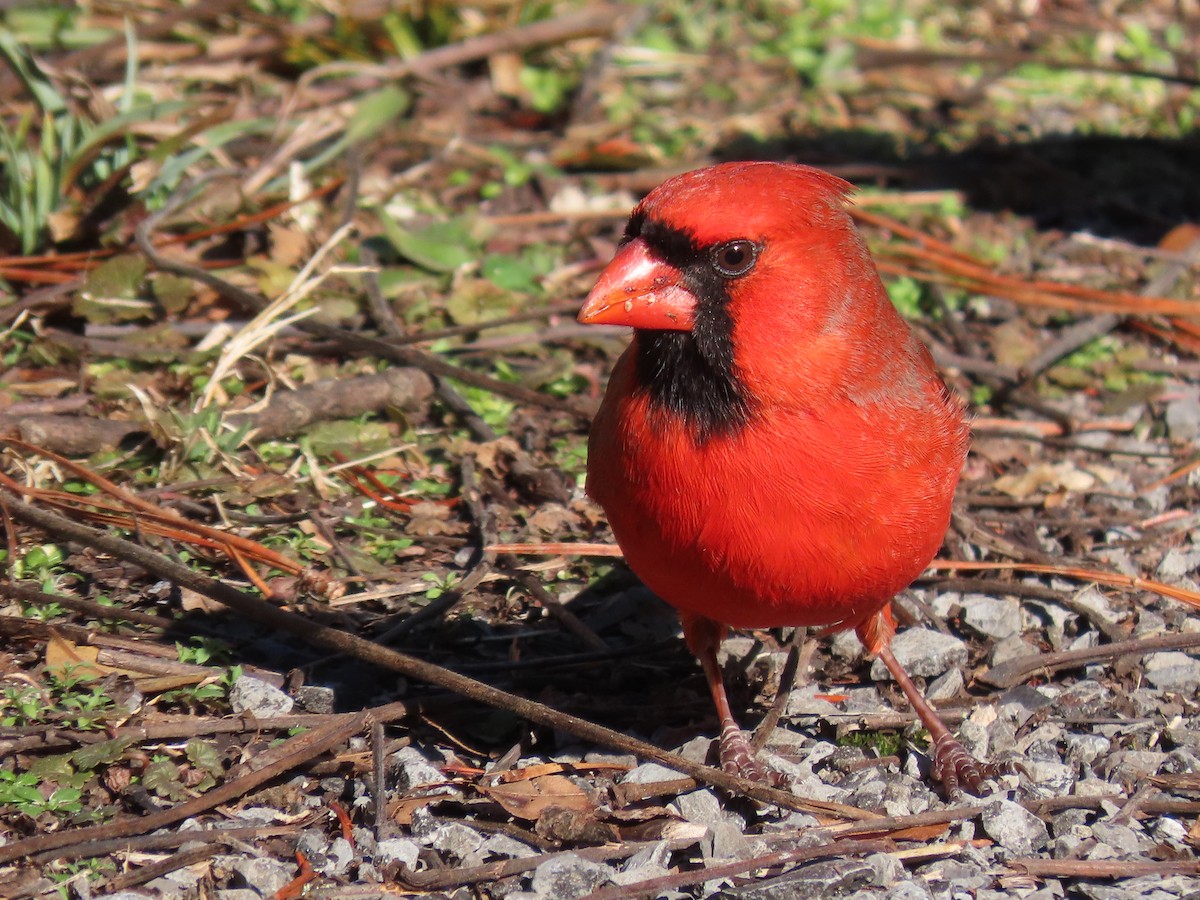 Northern Cardinal - Phil Lehman