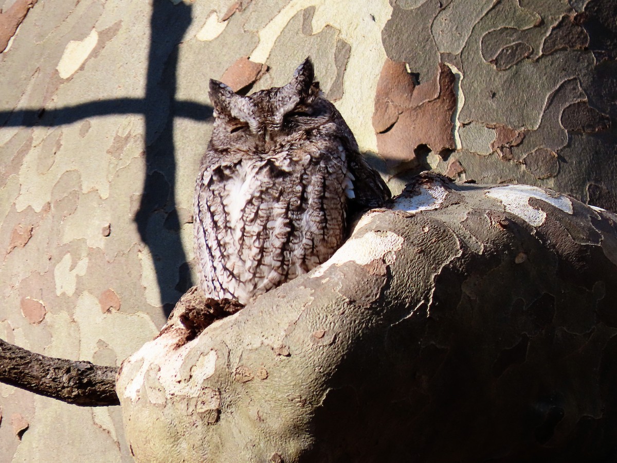 Eastern Screech-Owl - Phil Lehman