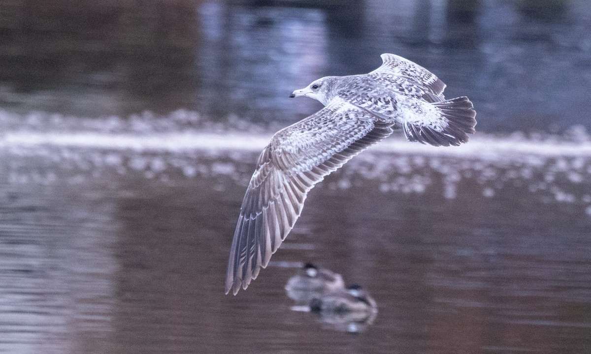 California Gull - ML292640091