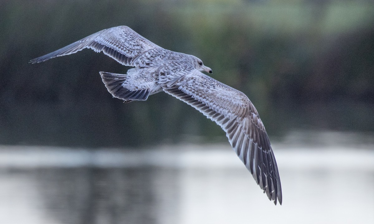 California Gull - ML292640221