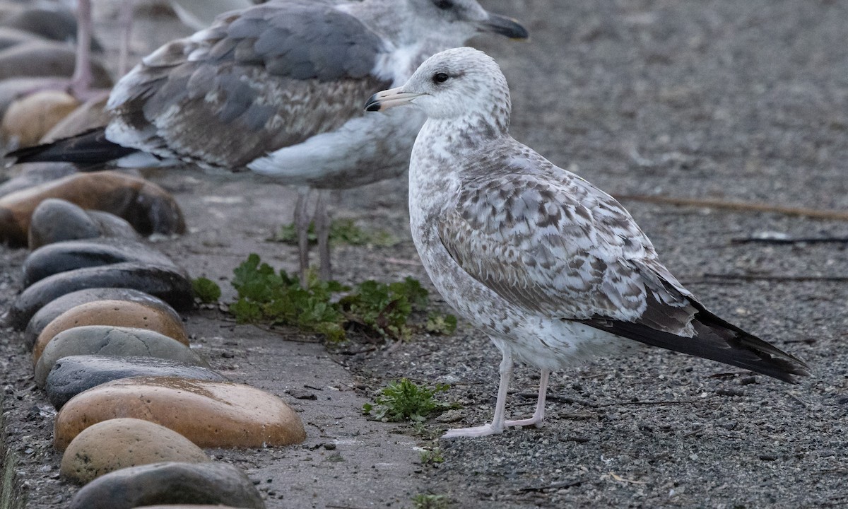 California Gull - ML292640301