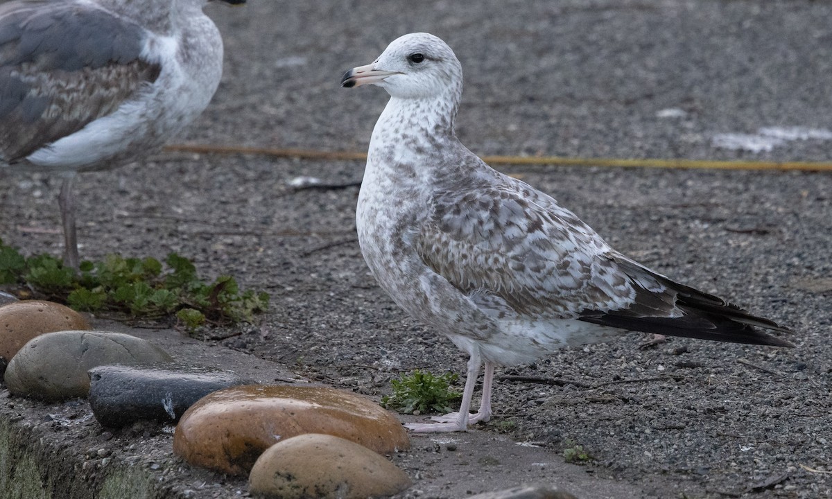 Gaviota Californiana - ML292640331