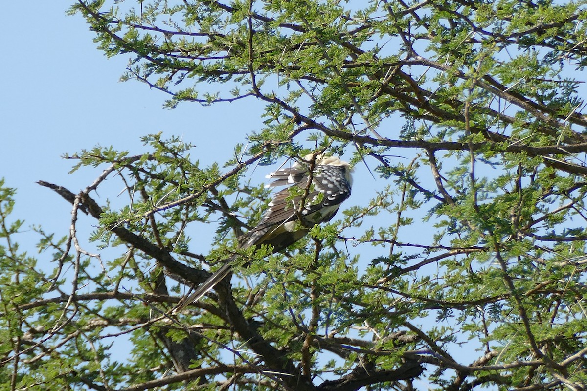 Great Spotted Cuckoo - ML292640431