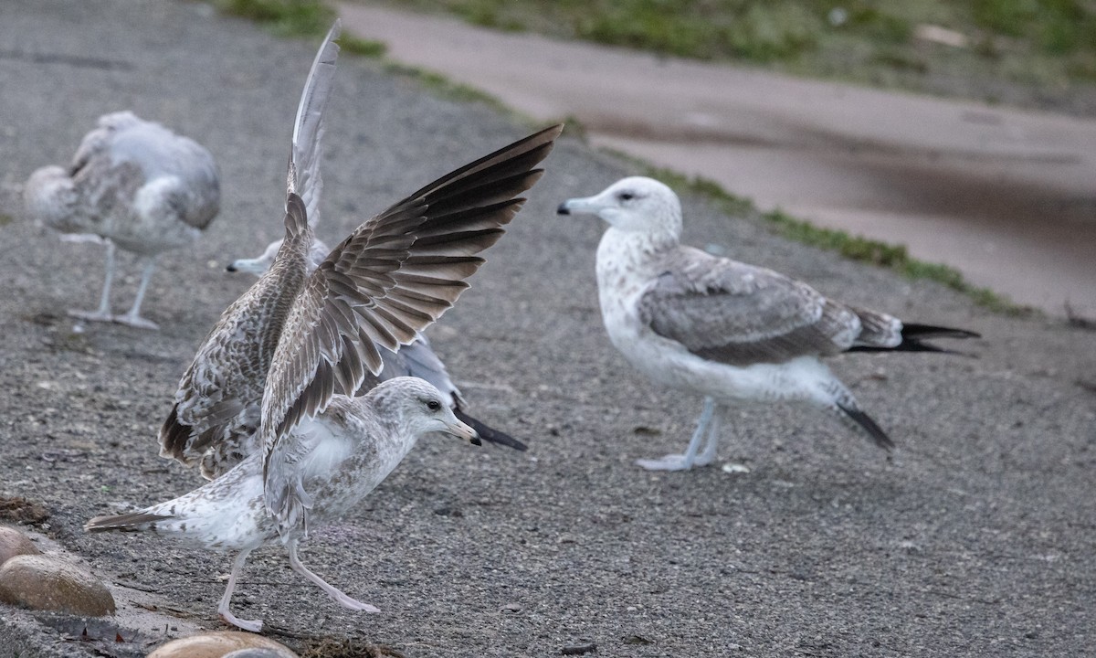 California Gull - ML292640521