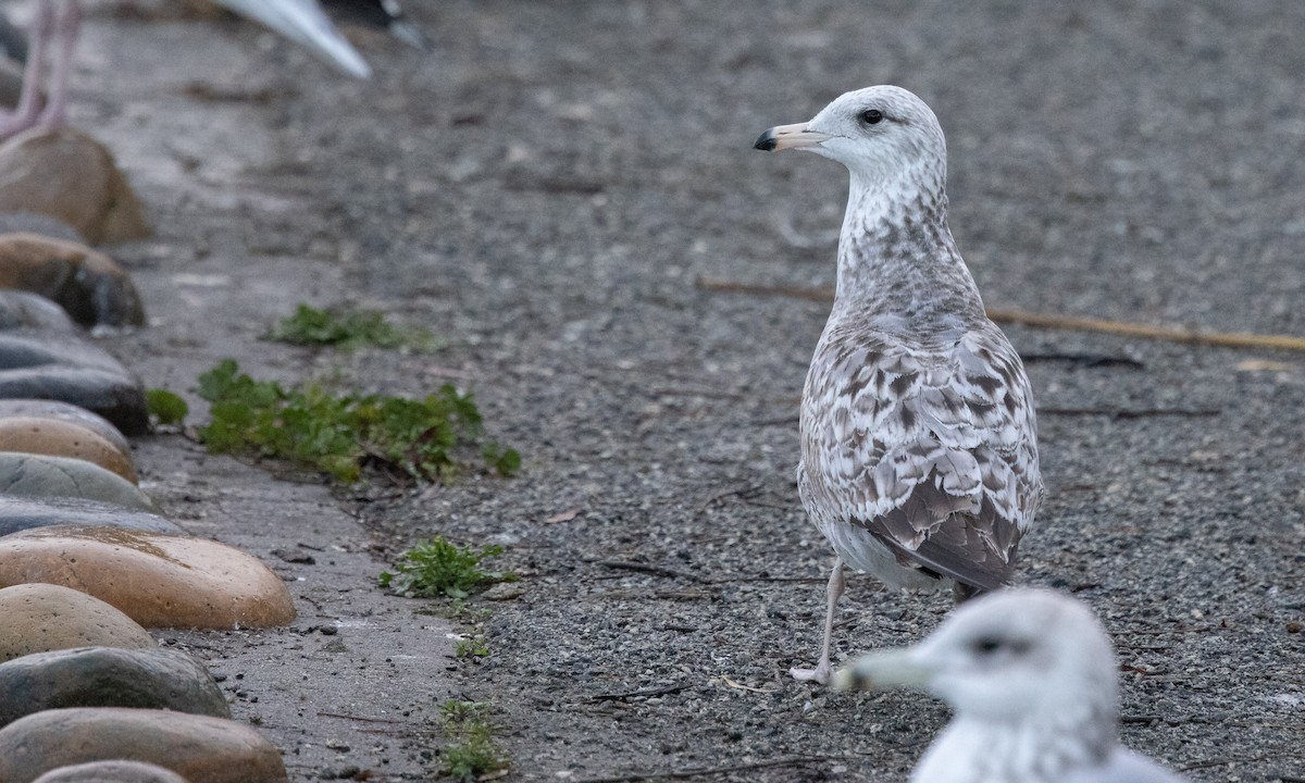 California Gull - ML292640561