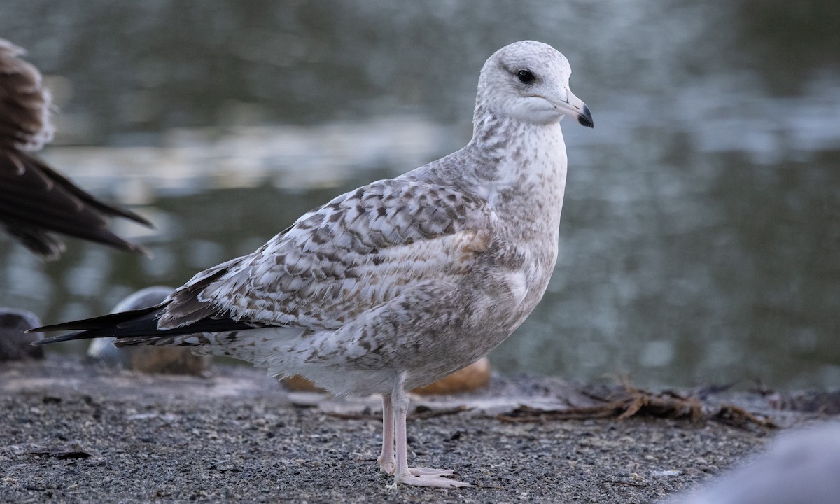 California Gull - Paul Fenwick