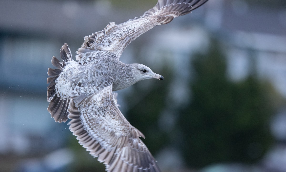 California Gull - ML292640701