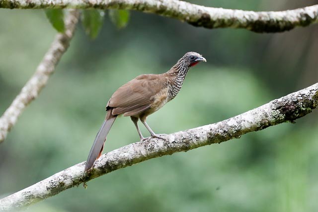 Speckled Chachalaca - Richard Amable