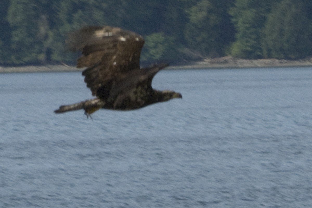 Bald Eagle - Ken Langelier