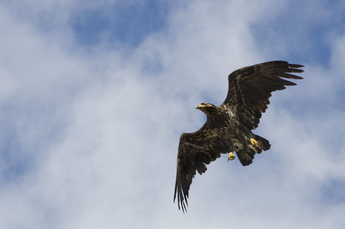 Bald Eagle - ML29264181