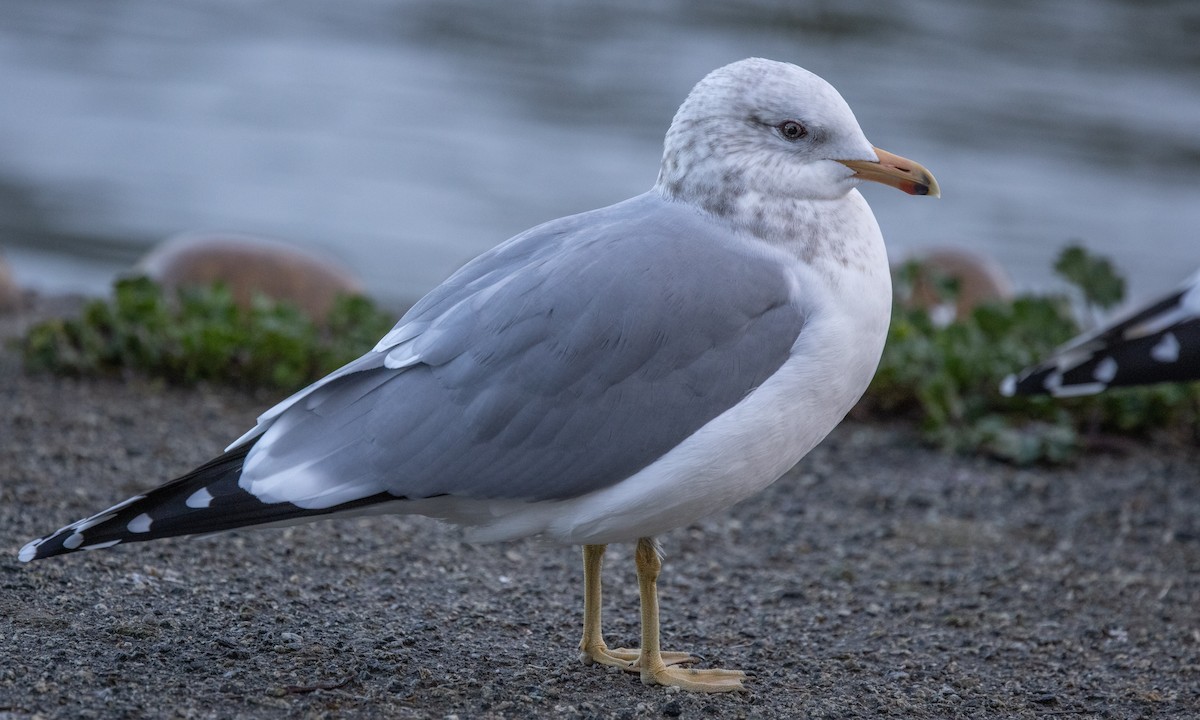 California Gull - Paul Fenwick