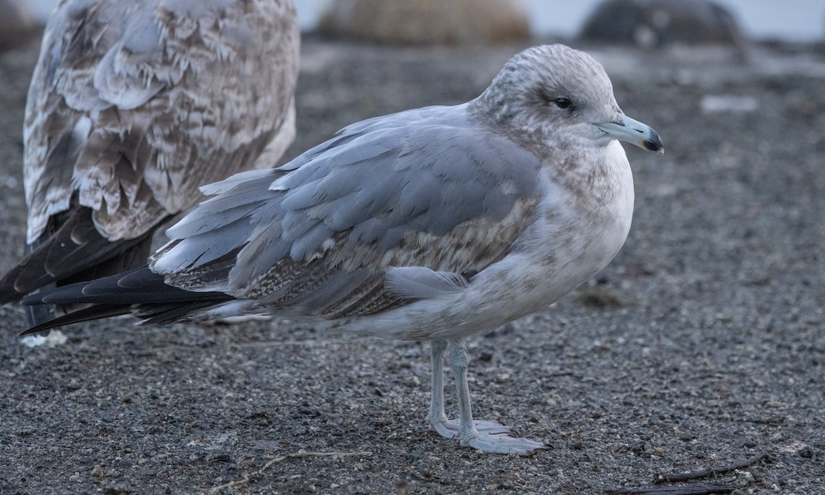 California Gull - Paul Fenwick