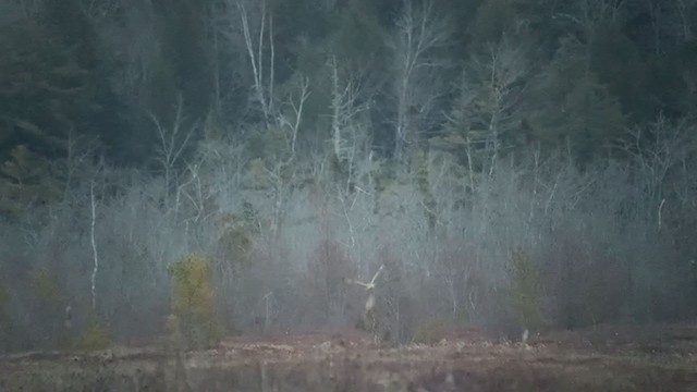 Hibou des marais - ML292643511