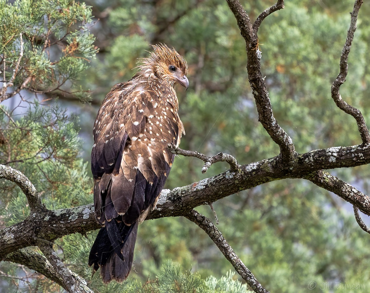 Whistling Kite - Jill Duncan &  Ken Bissett