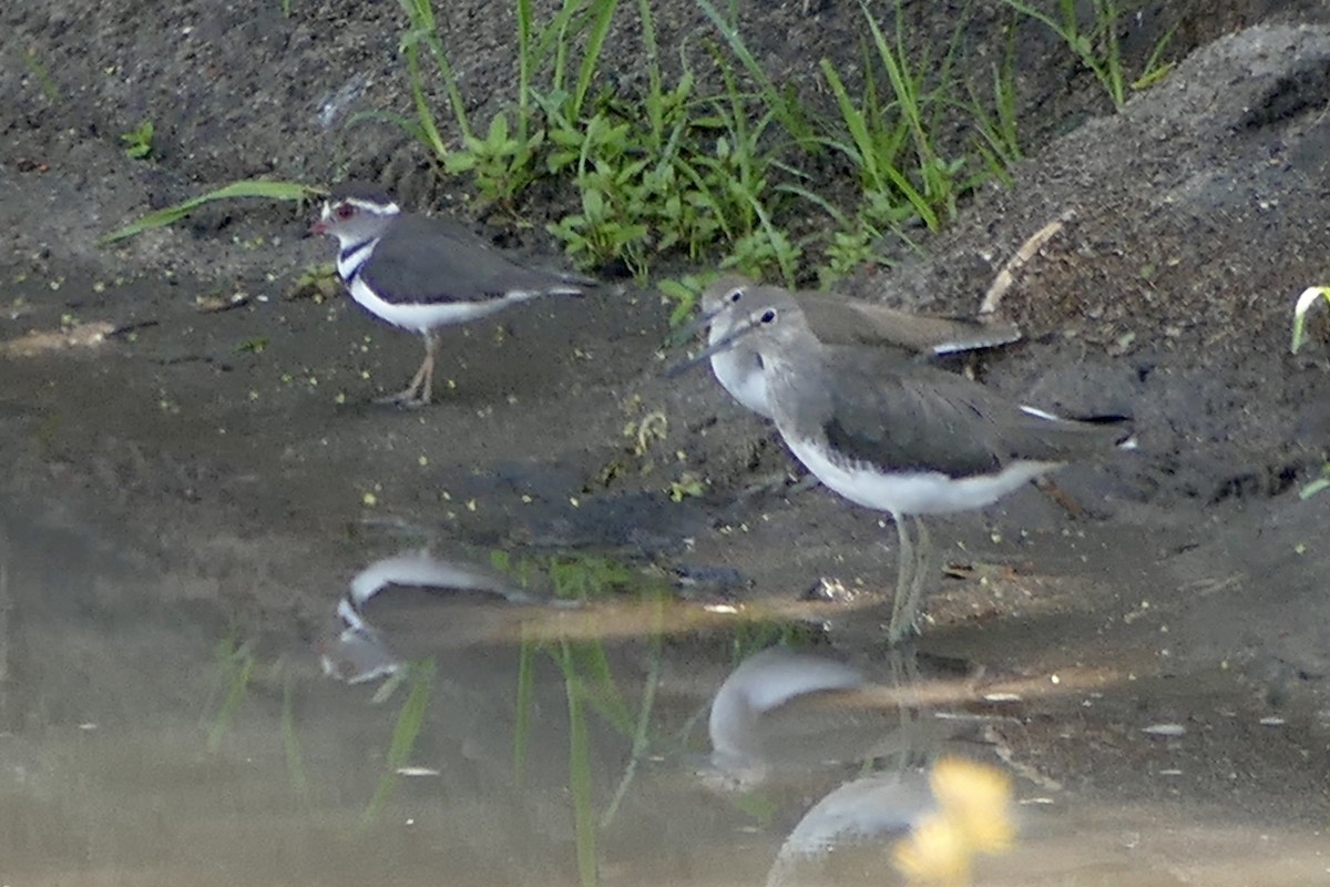 Common Sandpiper - ML292644841