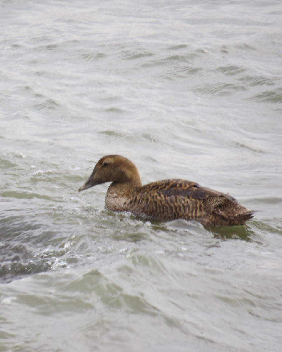 Common Eider - ML292646281