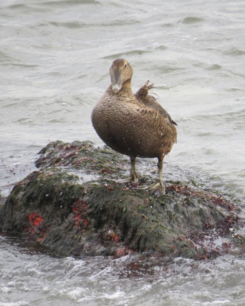 Common Eider - ML292646291