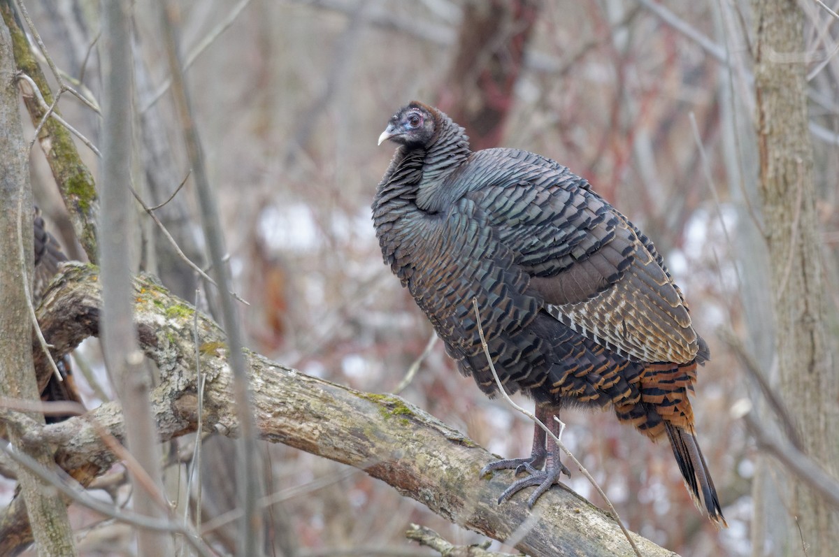 Wild Turkey - Etienne Artigau🦩