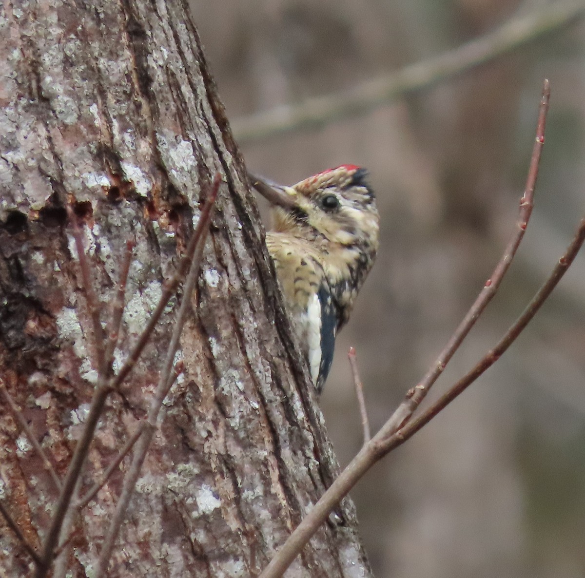 Yellow-bellied Sapsucker - ML292646511