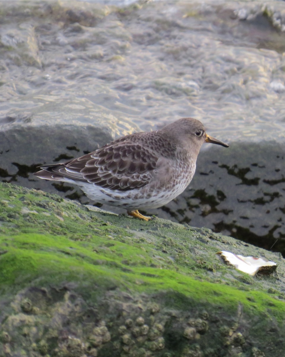 Purple Sandpiper - ML292646561