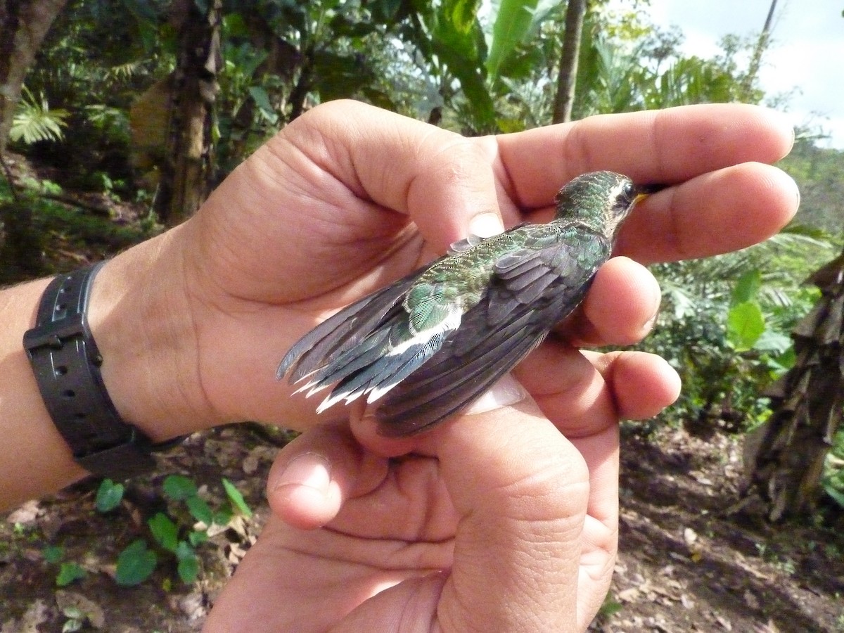 Long-billed Hermit (Baron's) - ML292646731