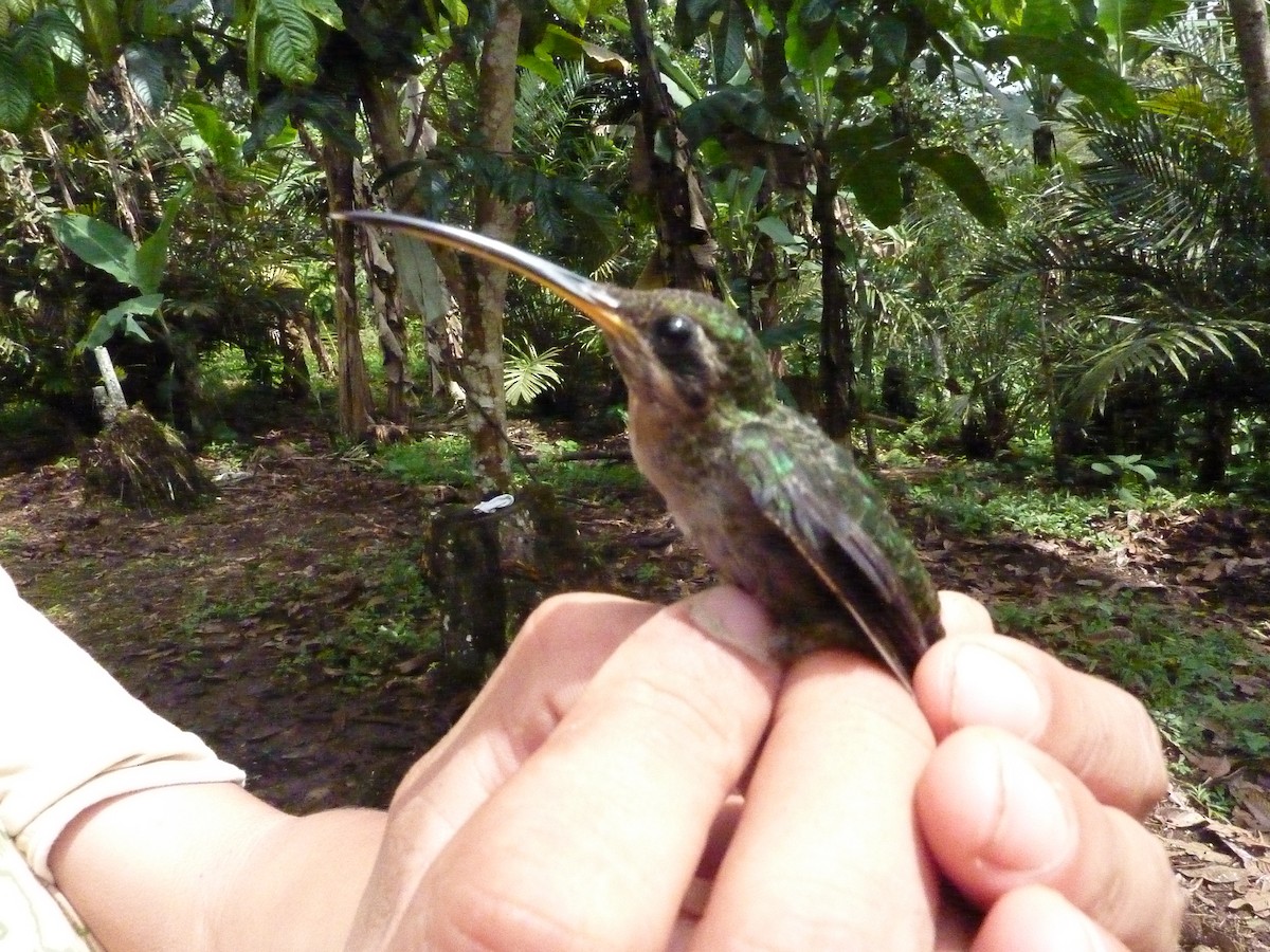 Long-billed Hermit (Baron's) - ML292646741