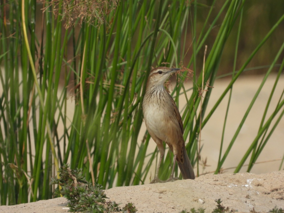 Striated Grassbird - Lakshmikant Neve