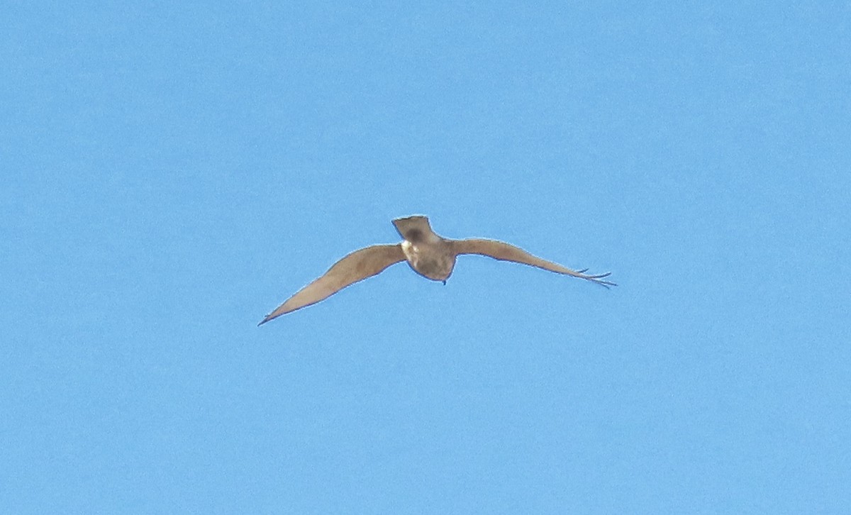 Sharp-shinned Hawk - ML292647491