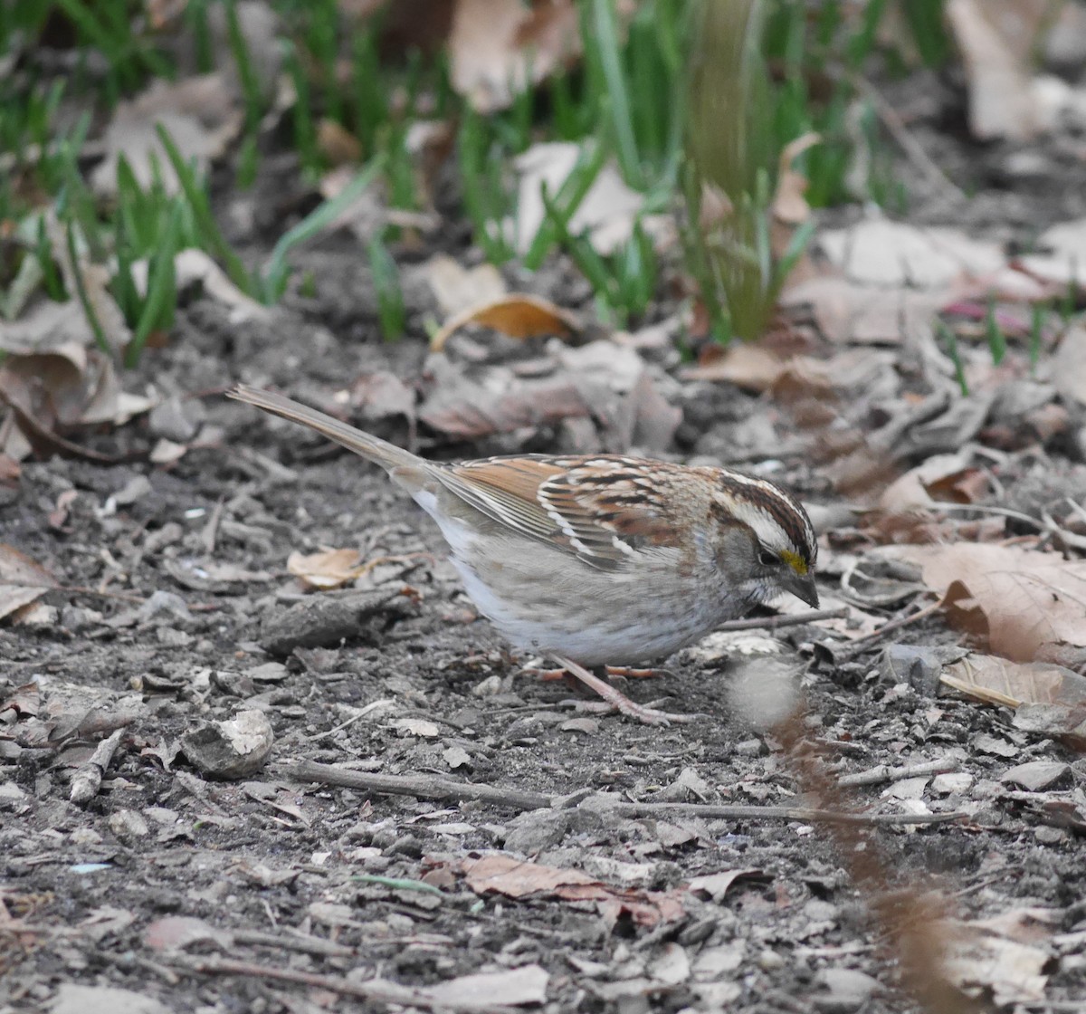 White-throated Sparrow - ML292649211