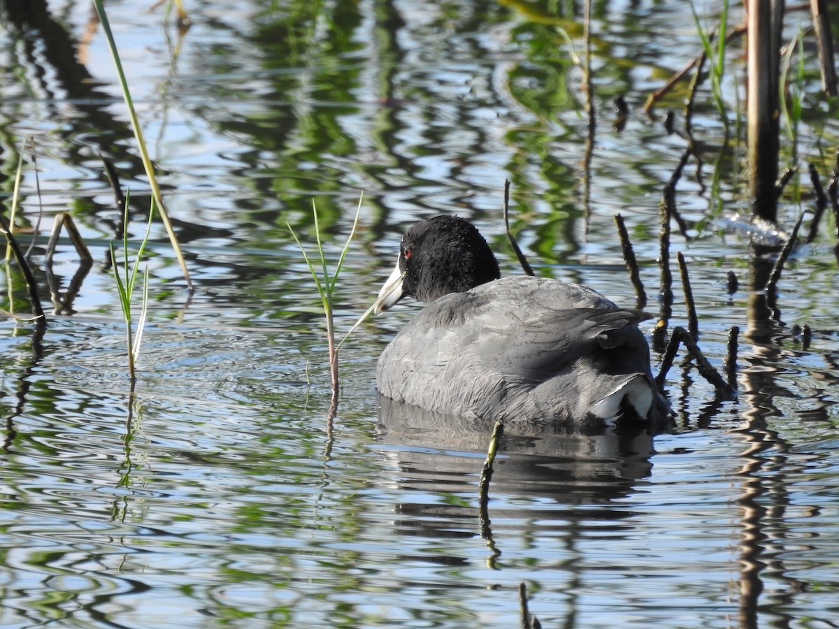 American Coot - ML292649401