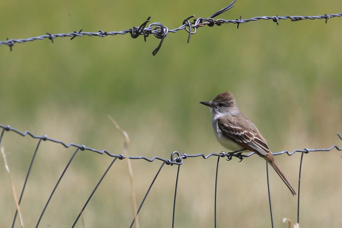 Ash-throated Flycatcher - ML29264941