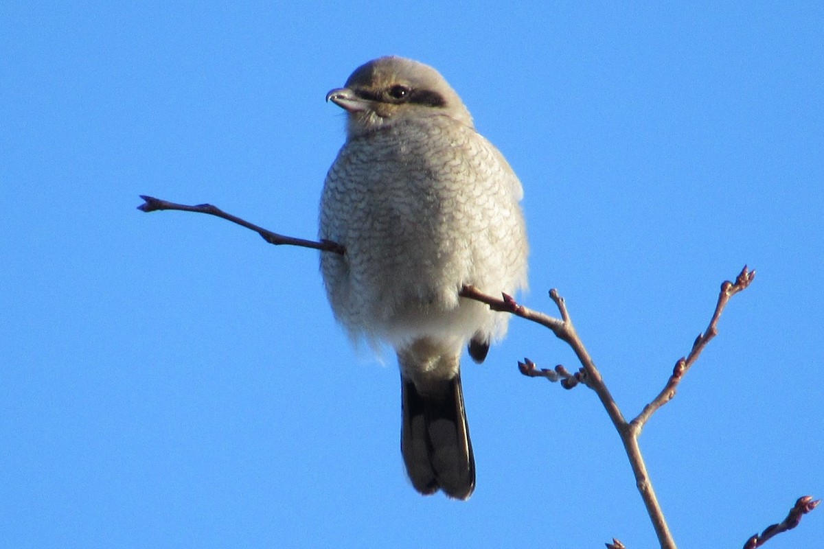 Northern Shrike - ML292649831