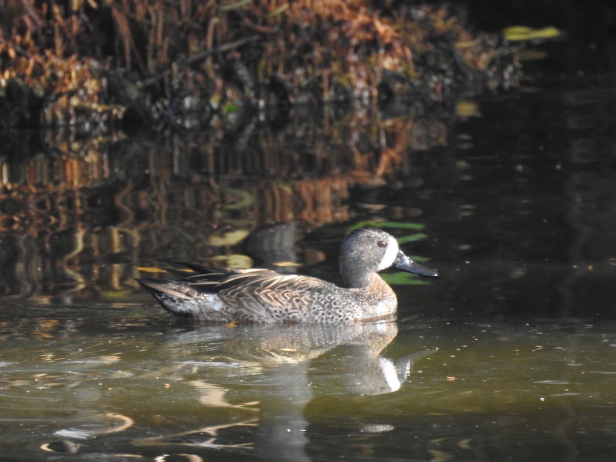 Blue-winged Teal - ML292649851