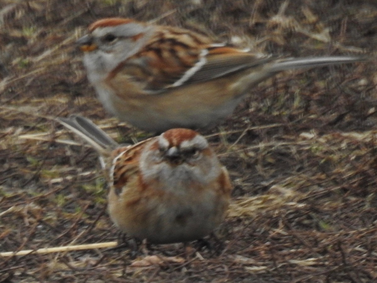 American Tree Sparrow - ML292649991