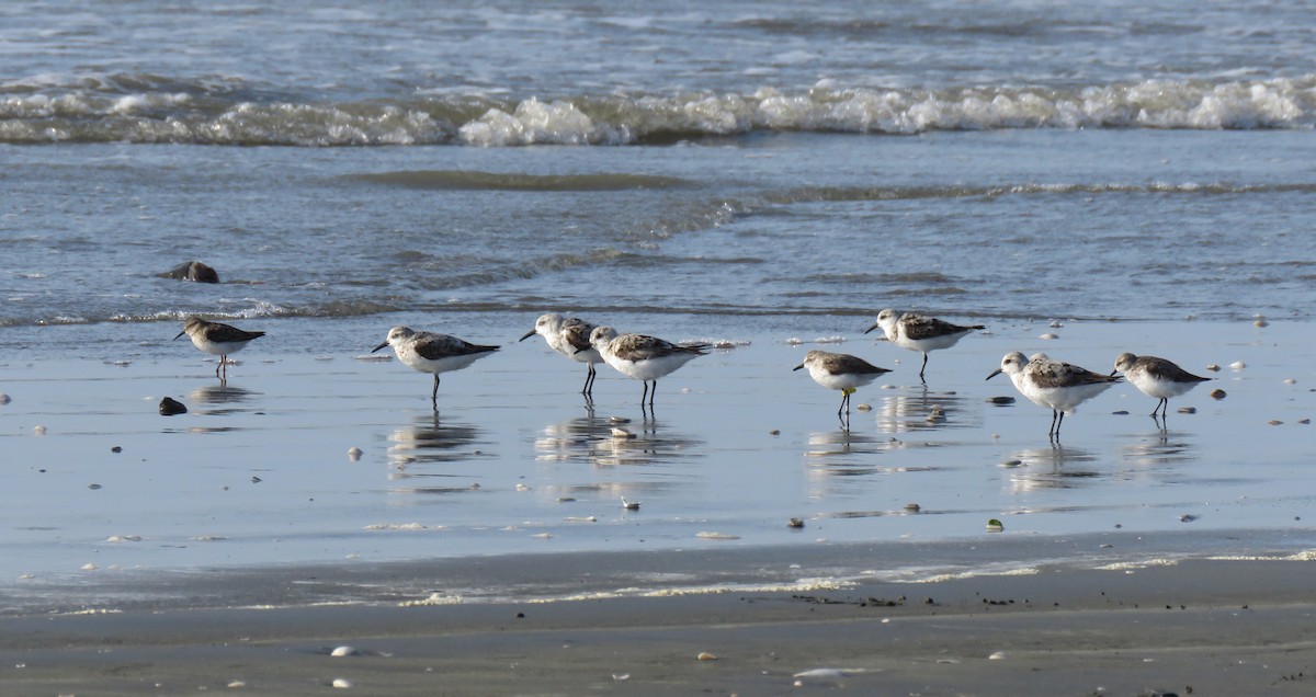 Sanderling - ML292651361