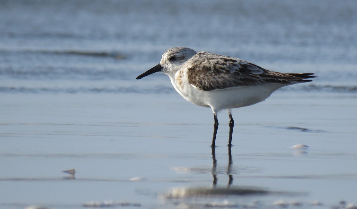 Sanderling - ML292651411