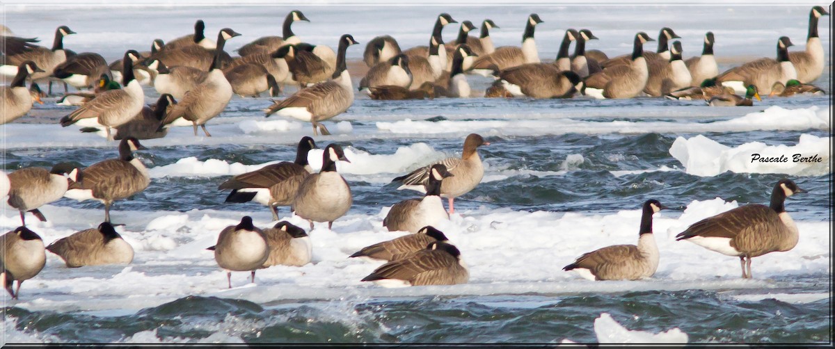 Pink-footed Goose - ML292651791