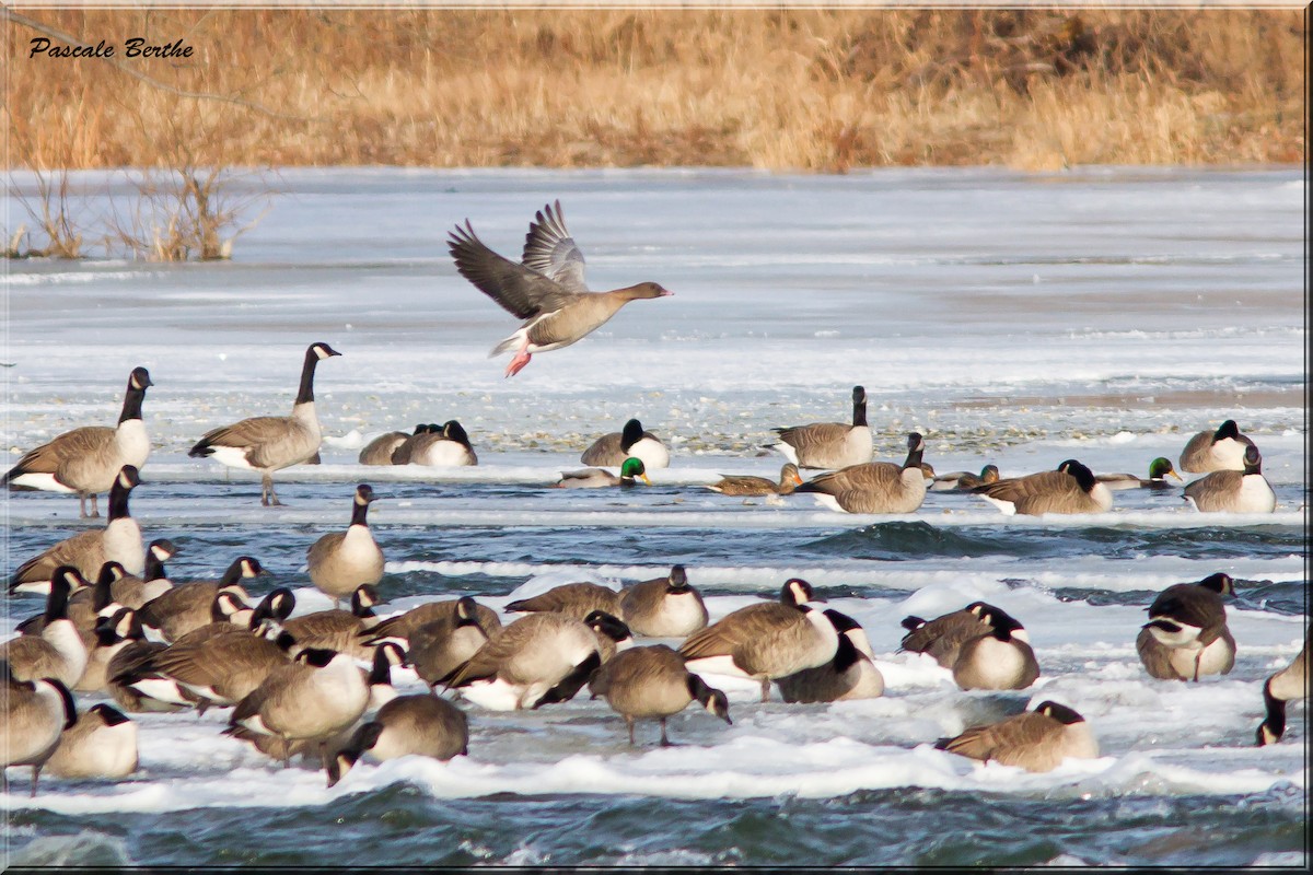 Pink-footed Goose - ML292651811