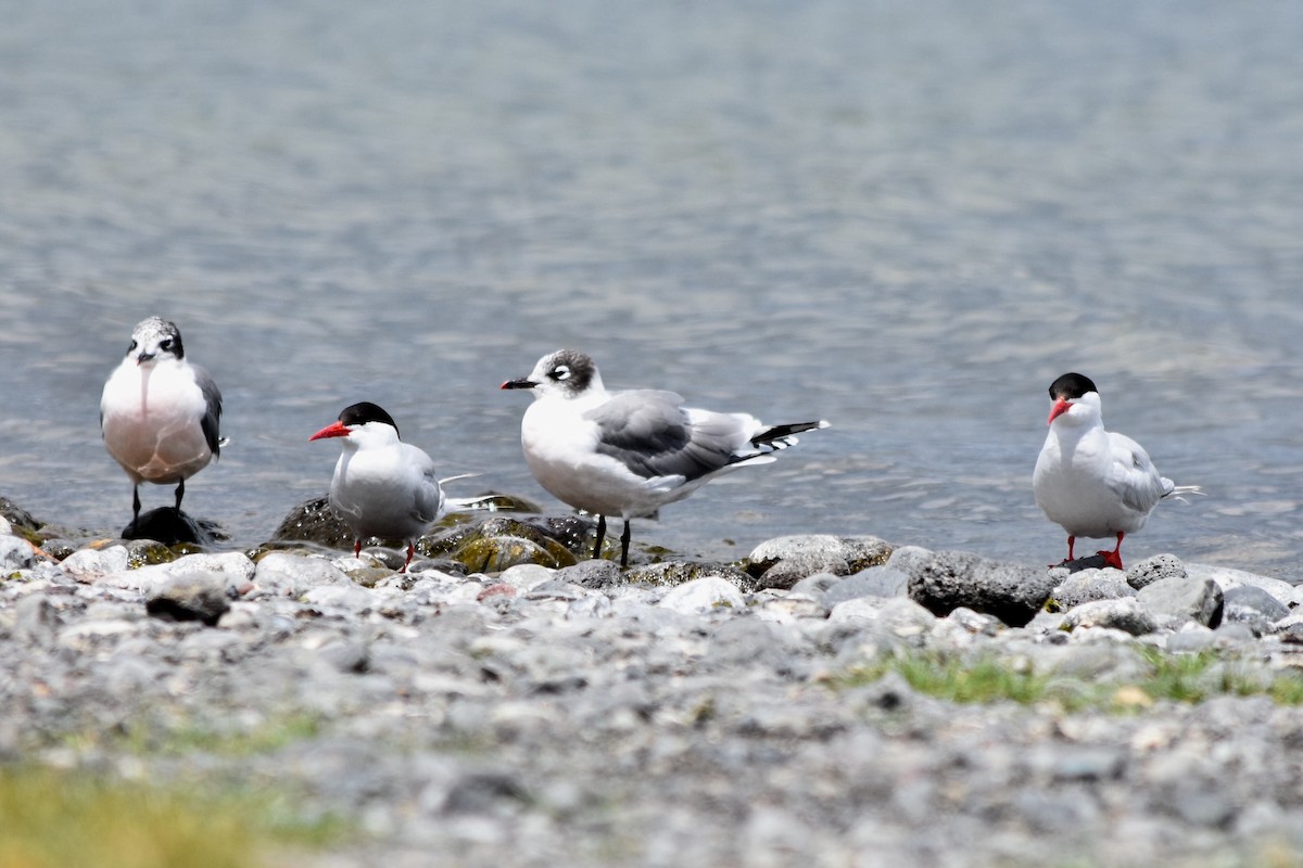 South American Tern - ML292651961