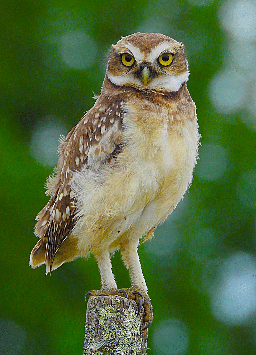 Burrowing Owl - ML292652621