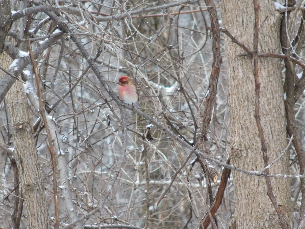 Purple Finch - William Irwin