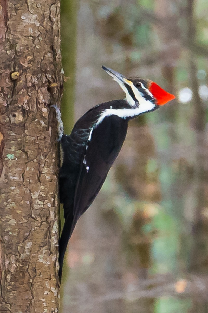 Pileated Woodpecker - ML292653691