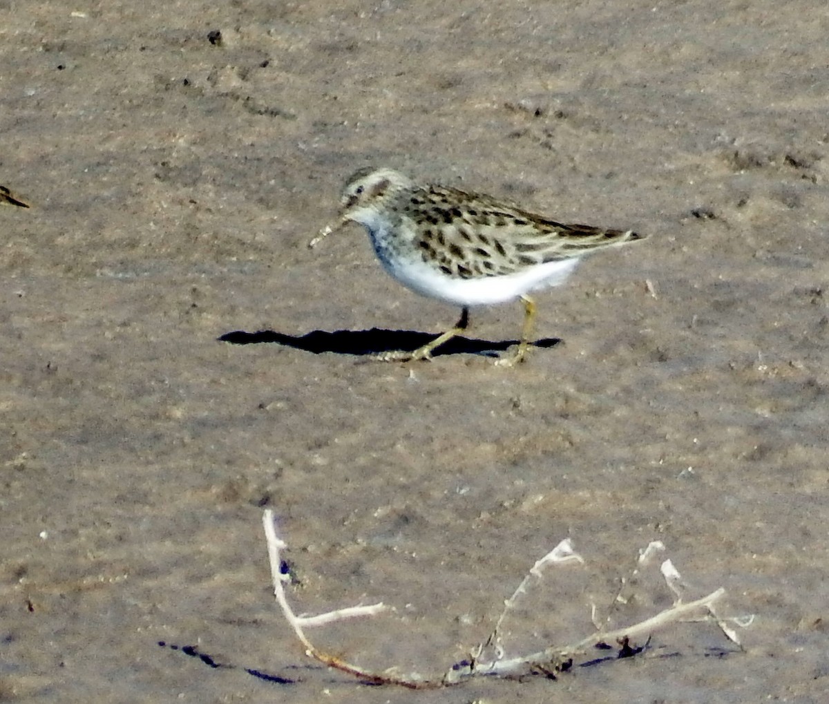 Least Sandpiper - ML292654001