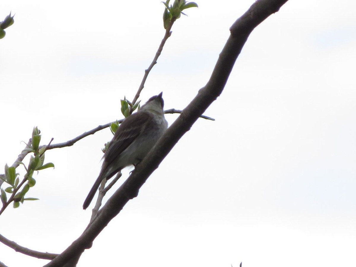 Eastern Phoebe - ML29265471