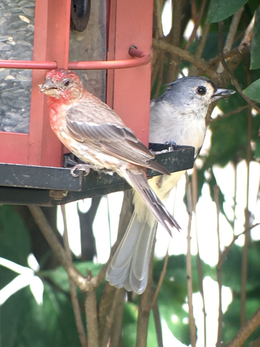 Tufted Titmouse - Michele Burnat