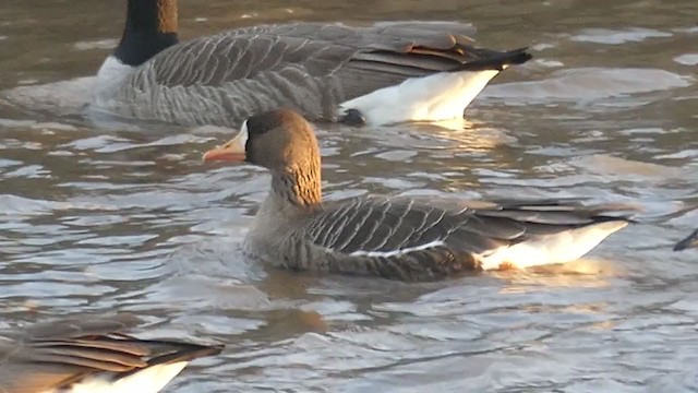 אווז לבן-מצח - ML292655301