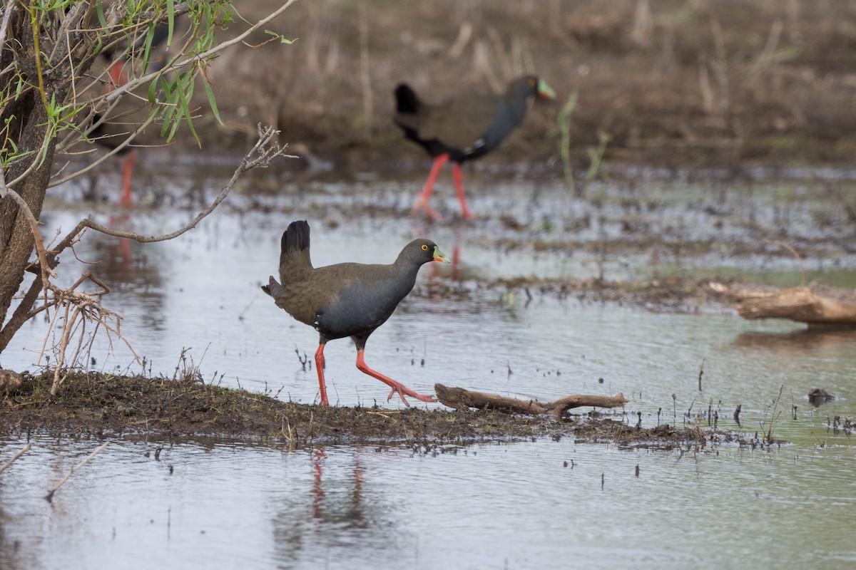 Black-tailed Nativehen - ML292655701